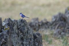Pie-grièche méridionale - Lanius meridionalis - Iberian Grey Shrike<br>Estrémadure