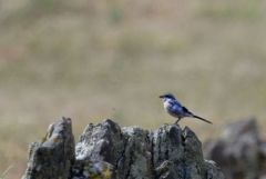 Pie-grièche méridionale - Lanius meridionalis - Iberian Grey Shrike<br>Estrémadure