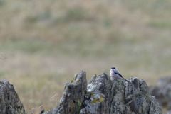 Pie-grièche méridionale - Lanius meridionalis - Iberian Grey Shrike<br>Estrémadure