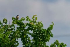 Pie-grièche méridionale - Lanius meridionalis - Iberian Grey Shrike<br>Estrémadure