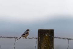 Pie-grièche méridionale - Lanius meridionalis - Iberian Grey Shrike<br>Estrémadure