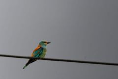 Rollier d'Europe - Coracias garrulus - European Roller<br>Estrémadure