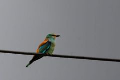 Rollier d'Europe - Coracias garrulus - European Roller<br>Estrémadure