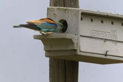 Rollier d'Europe - Coracias garrulus - European Roller<br>Estrémadure