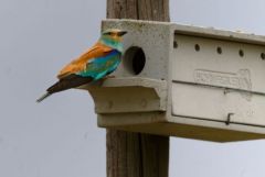 Rollier d'Europe - Coracias garrulus - European Roller<br>Estrémadure