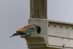 Rollier d'Europe - Coracias garrulus - European Roller<br>Estrémadure