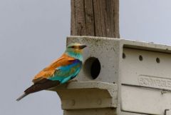Rollier d'Europe - Coracias garrulus - European Roller<br>Estrémadure