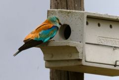 Rollier d'Europe - Coracias garrulus - European Roller<br>Estrémadure