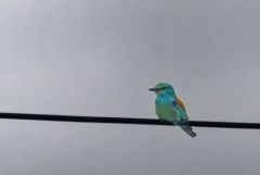 Rollier d'Europe - Coracias garrulus - European Roller<br>Estrémadure