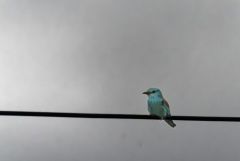 Rollier d'Europe - Coracias garrulus - European Roller<br>Estrémadure