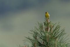 Serin cini - Serinus serinus - European Serin<br>Estrémadure