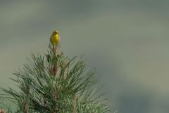 Serin cini - Serinus serinus - European Serin<br>Estrémadure