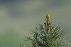 Serin cini - Serinus serinus - European Serin<br>Estrémadure