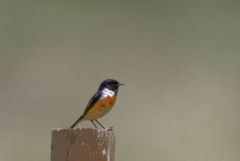 Tarier pâtre ♂ - Saxicola rubicola - European Stonechat<br>Estrémadure