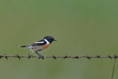 Tarier pâtre ♂ - Saxicola rubicola - European Stonechat<br>Estrémadure