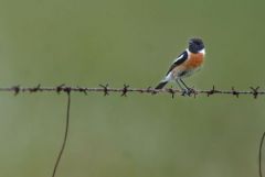 Tarier pâtre ♂ - Saxicola rubicola - European Stonechat<br>Estrémadure