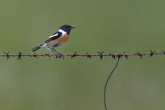 Tarier pâtre ♂ - Saxicola rubicola - European Stonechat<br>Estrémadure