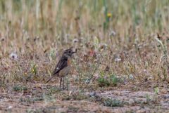 Tarier pâtre ♀ - Saxicola rubicola - European Stonechat<br>Estrémadure