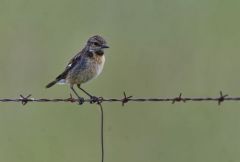 Tarier pâtre ♀ - Saxicola rubicola - European Stonechat<br>Estrémadure