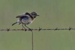 Tarier pâtre ♀ - Saxicola rubicola - European Stonechat<br>Estrémadure