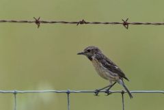 Tarier pâtre ♀ - Saxicola rubicola - European Stonechat<br>Estrémadure
