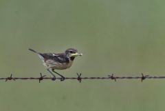 Tarier pâtre ♀ - Saxicola rubicola - European Stonechat<br>Estrémadure