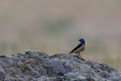 Traquet motteux - Oenanthe oenanthe - Northern Wheatear<br>Estrémadure