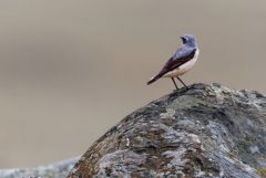 Traquet motteux - Oenanthe oenanthe - Northern Wheatear<br>Estrémadure