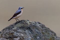 Traquet motteux - Oenanthe oenanthe - Northern Wheatear<br>Estrémadure