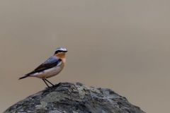Traquet motteux - Oenanthe oenanthe - Northern Wheatear<br>Estrémadure