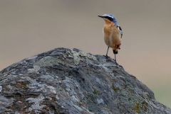 Traquet motteux - Oenanthe oenanthe - Northern Wheatear<br>Estrémadure