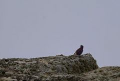 Traquet rieur - Oenanthe leucura - Black Wheatear<br>Estrémadure