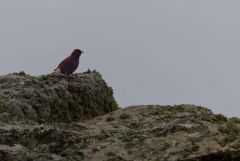 Traquet rieur - Oenanthe leucura - Black Wheatear<br>Estrémadure