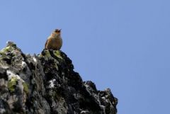 Troglodyte mignon - Troglodytes troglodytes - Eurasian Wren<br>Estrémadure