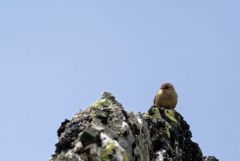 Troglodyte mignon - Troglodytes troglodytes - Eurasian Wren<br>Estrémadure