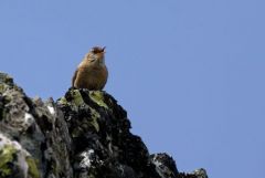 Troglodyte mignon - Troglodytes troglodytes - Eurasian Wren<br>Estrémadure
