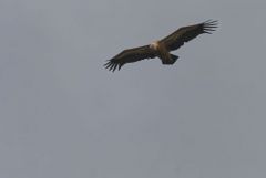 Vautour fauve - Gyps fulvus - Griffon Vulture<br>Estrémadure