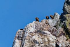 Vautour fauve - Gyps fulvus - Griffon Vulture<br>Estrémadure