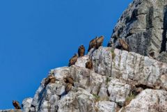 Vautour fauve - Gyps fulvus - Griffon Vulture<br>Estrémadure