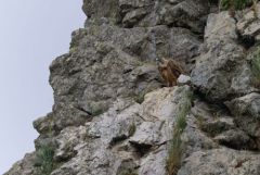 Vautour fauve - Gyps fulvus - Griffon Vulture<br>Estrémadure