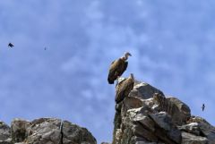 Vautour fauve - Gyps fulvus - Griffon Vulture<br>Estrémadure