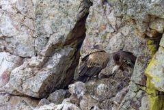Vautour fauve - Gyps fulvus - Griffon Vulture<br>Estrémadure