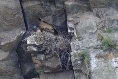 Vautour fauve - Gyps fulvus - Griffon Vulture<br686bcf7e4cf26.jpg>Estrémadure
