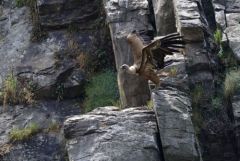 Vautour fauve - Gyps fulvus - Griffon Vulture<br>Estrémadure