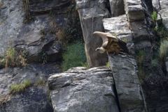 Vautour fauve - Gyps fulvus - Griffon Vulture<br>Estrémadure