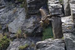 Vautour fauve - Gyps fulvus - Griffon Vulture<br>Estrémadure