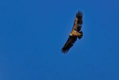 Vautour fauve - Gyps fulvus - Griffon Vulture<br>Estrémadure