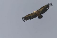 Vautour fauve - Gyps fulvus - Griffon Vulture<br>Estrémadure