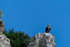 Vautour moine - Aegypius monachus - Cinereous Vulture<br>Grands Causses