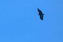 Vautour moine - Aegypius monachus - Cinereous Vulture<br>Grands Causses